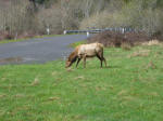 Elks